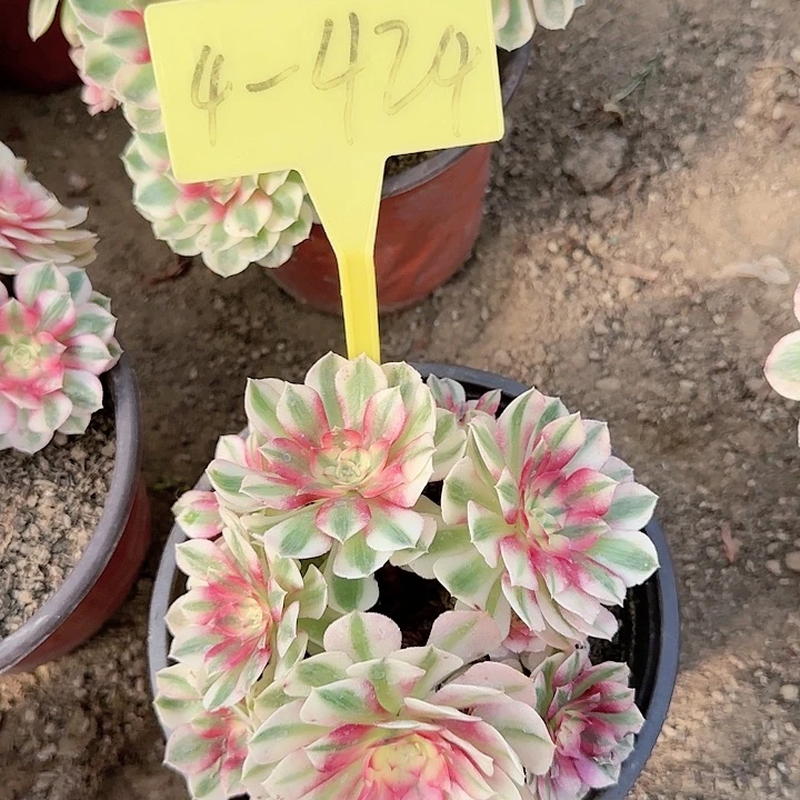 4-424---倾城之恋多头