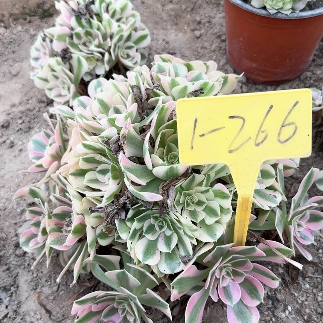 1-266---多头多肉植物