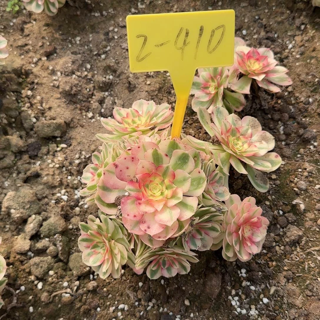 2-410---多头多肉植物