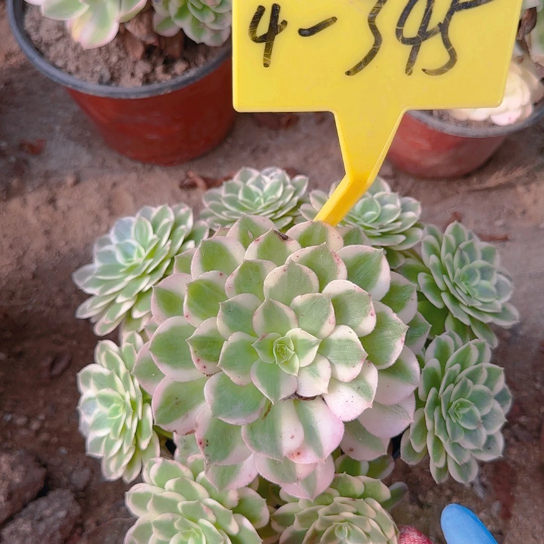 4-345---多头多肉植物