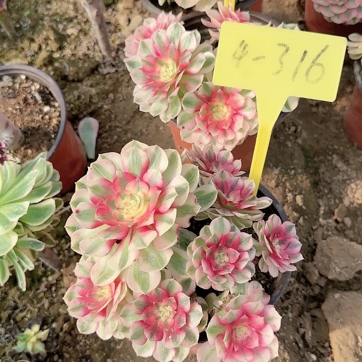 4-316---多头多肉植物倾城