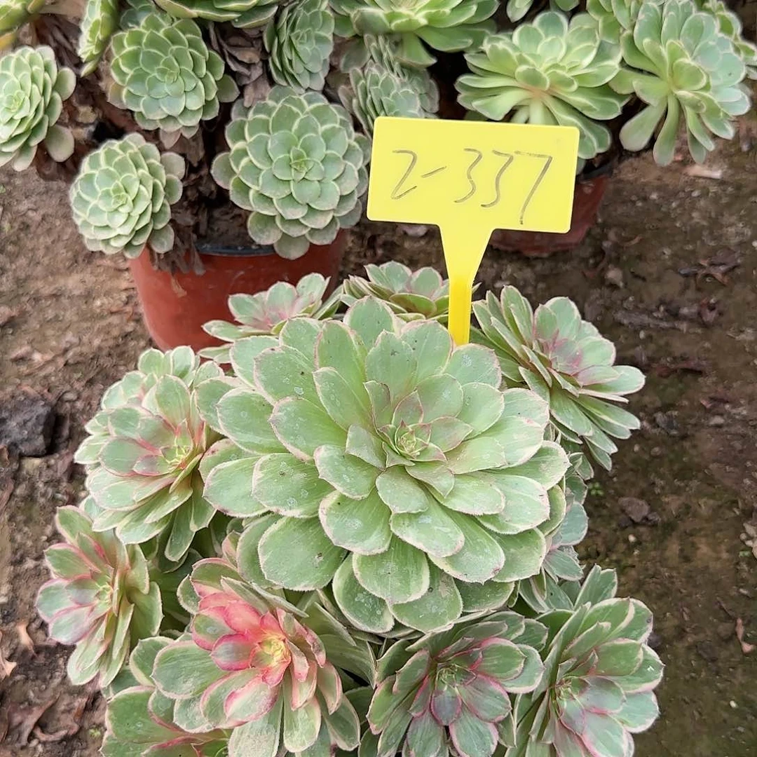 2-337---多头多肉植物