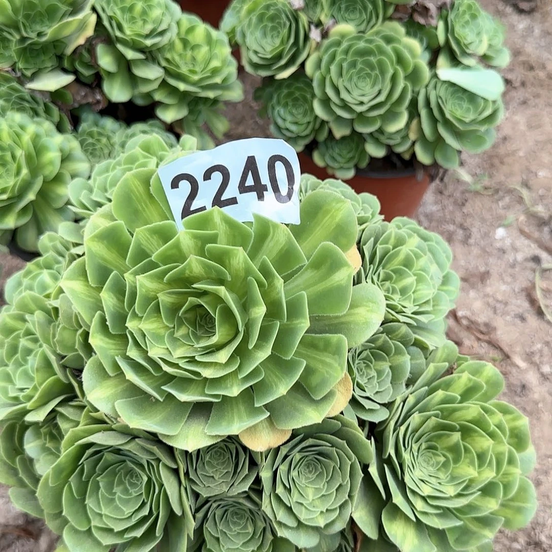 哥****懂2240---2多头多肉植物