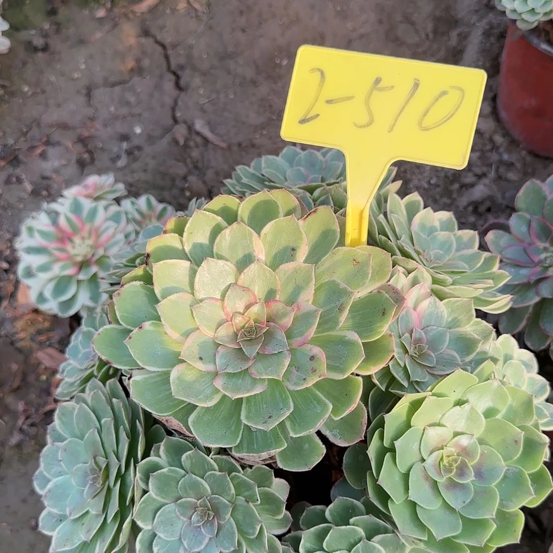 2-510---多头多肉植物