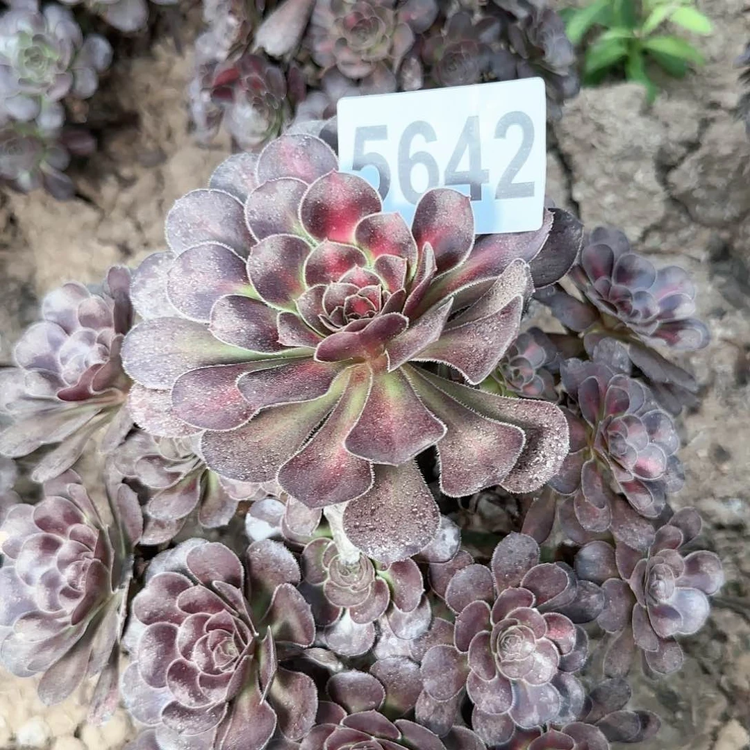 5642---5多头多肉植物