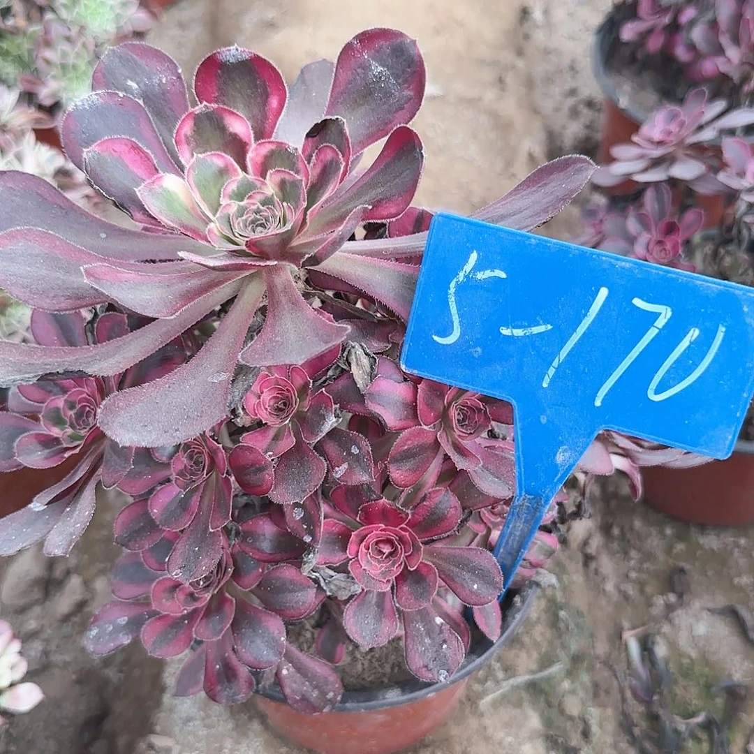 5-170---多头多肉植物