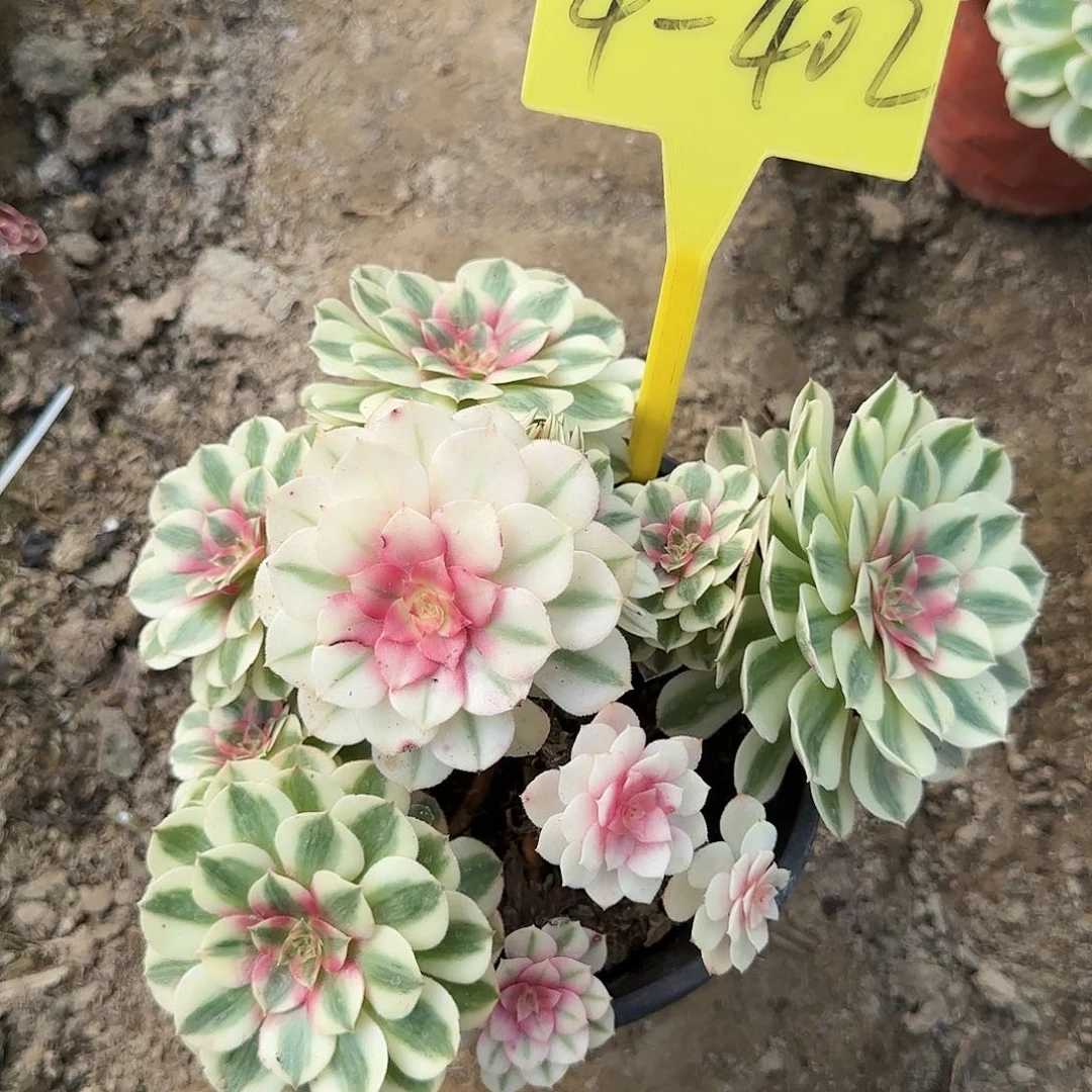 4-402---多头多肉植物倾城之恋