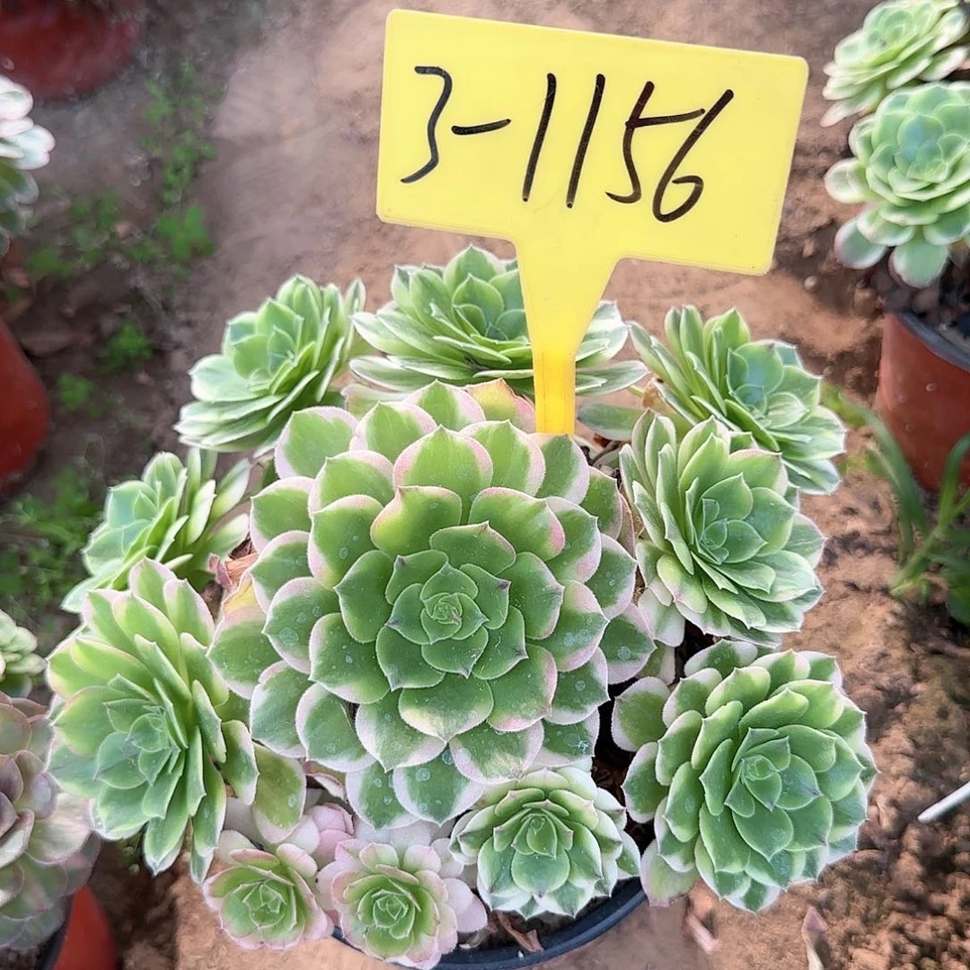 3-1156---多头多肉植物海王多肉