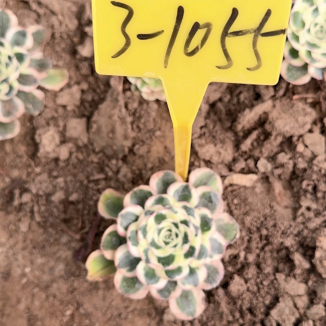 3-1055---多头多肉植物