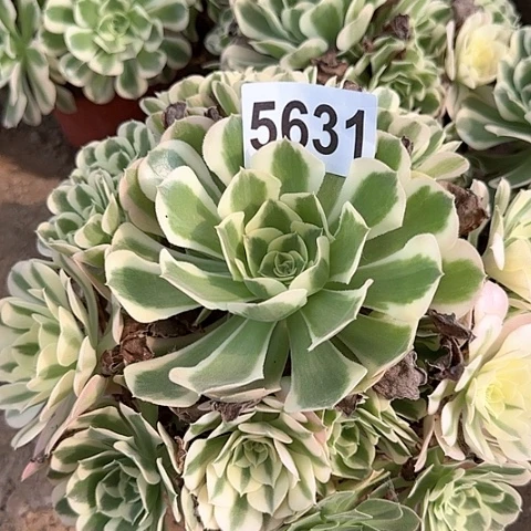 5631---2多头白凤多头多肉