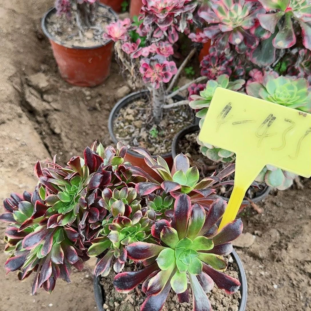 4-435--+多头多肉植物