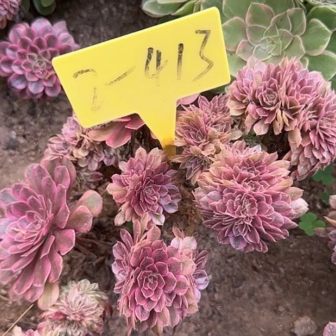 素****82-413---多头多肉植物
