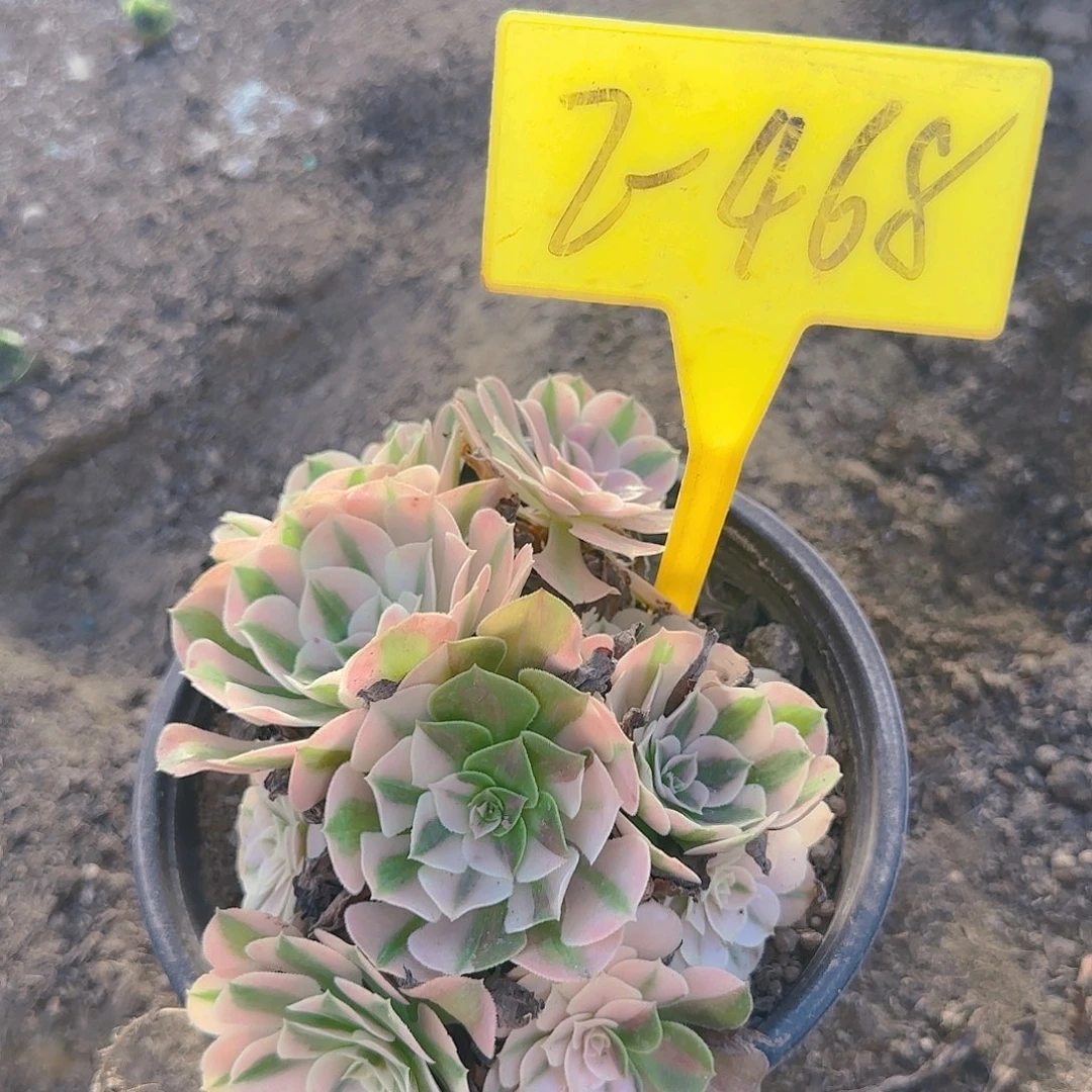 2-468--+多头多肉植物