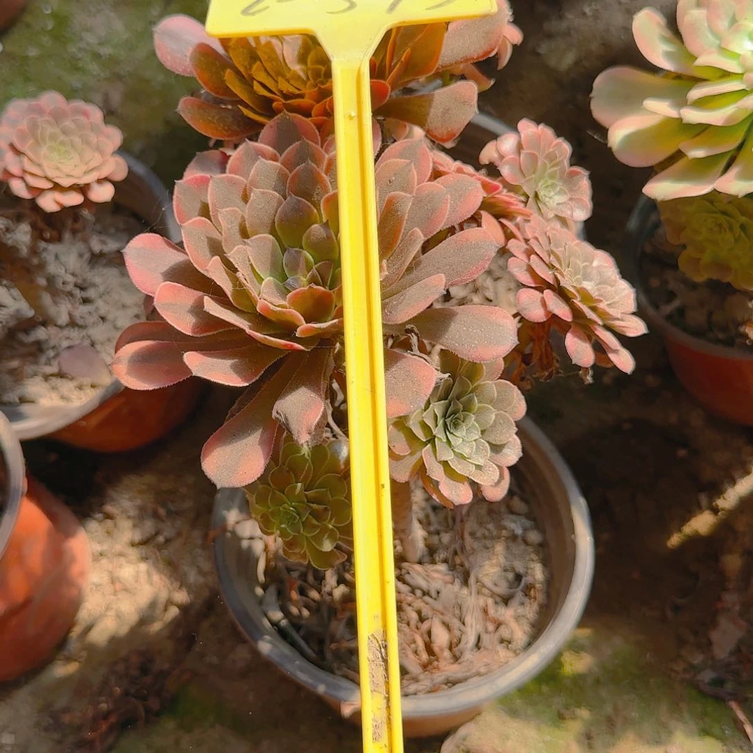 用****22-573---多头多肉植物