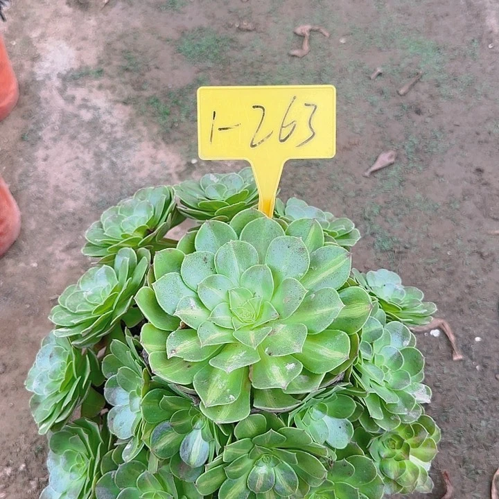1-263---多头多肉植物