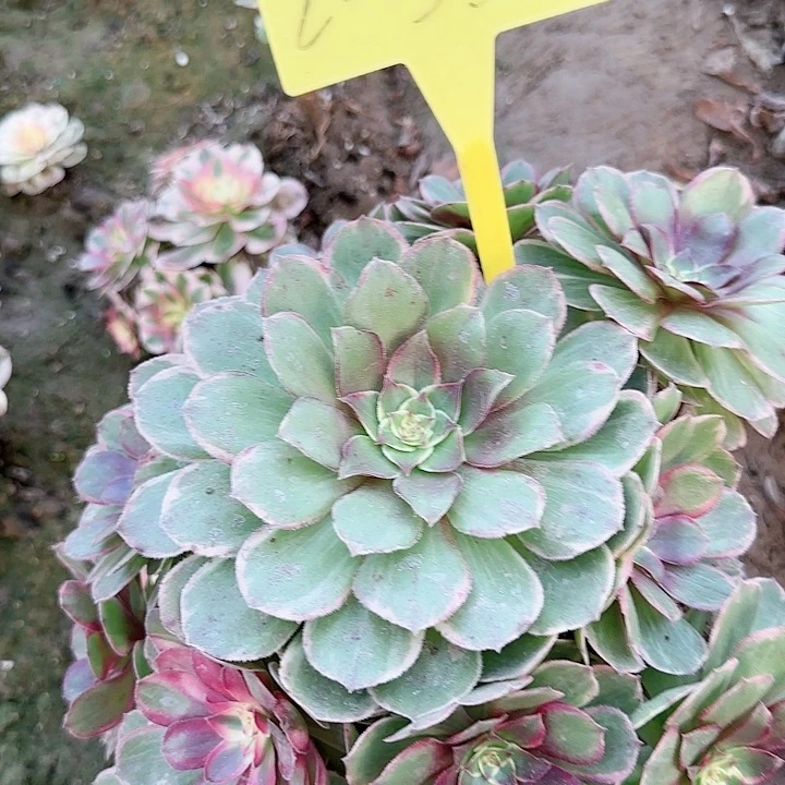 2-338---多头多多头多肉植物