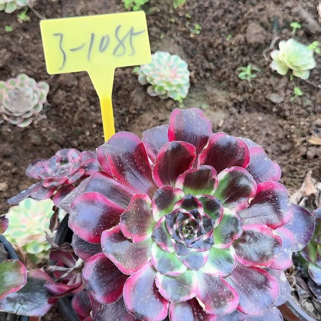 3-1085--多头多肉植物