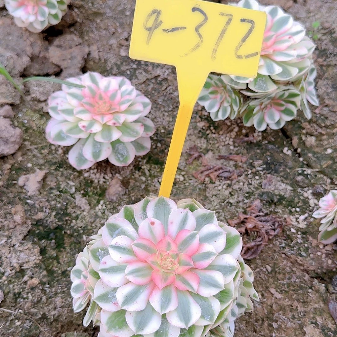 4-372-+多头多肉植物倾城