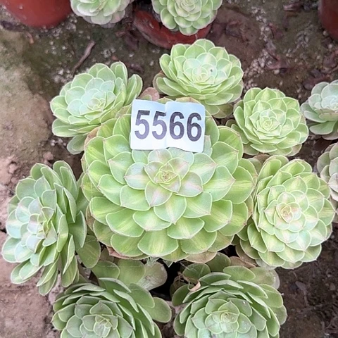 5566-4多头多肉植物