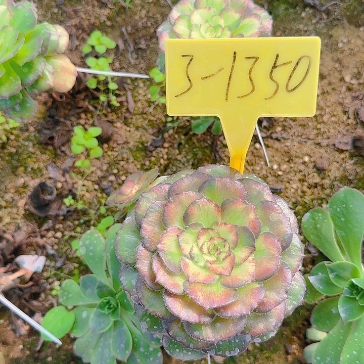 3-1350--+多头多肉植物海王七彩