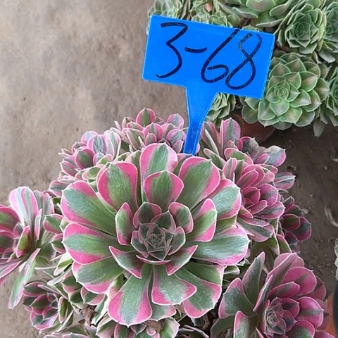 3-68+-+多头多肉植物