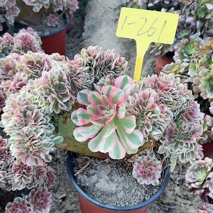 1-261---多头多肉植物