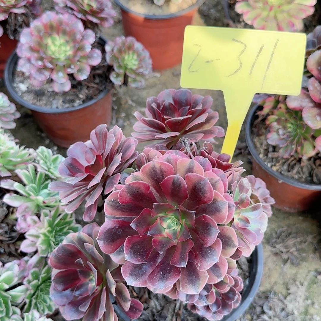 2-311--+多头多肉植物