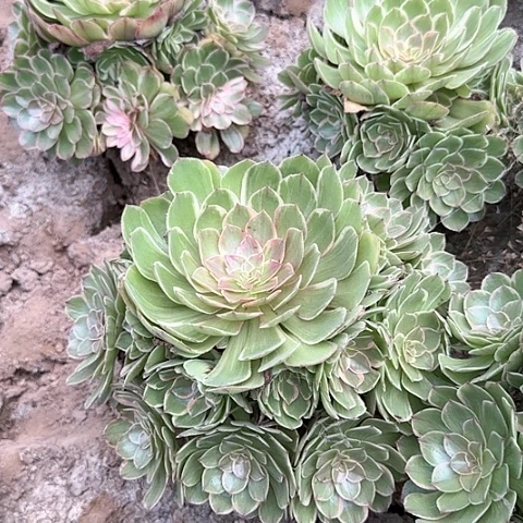 5563++-4万花筒多头多肉