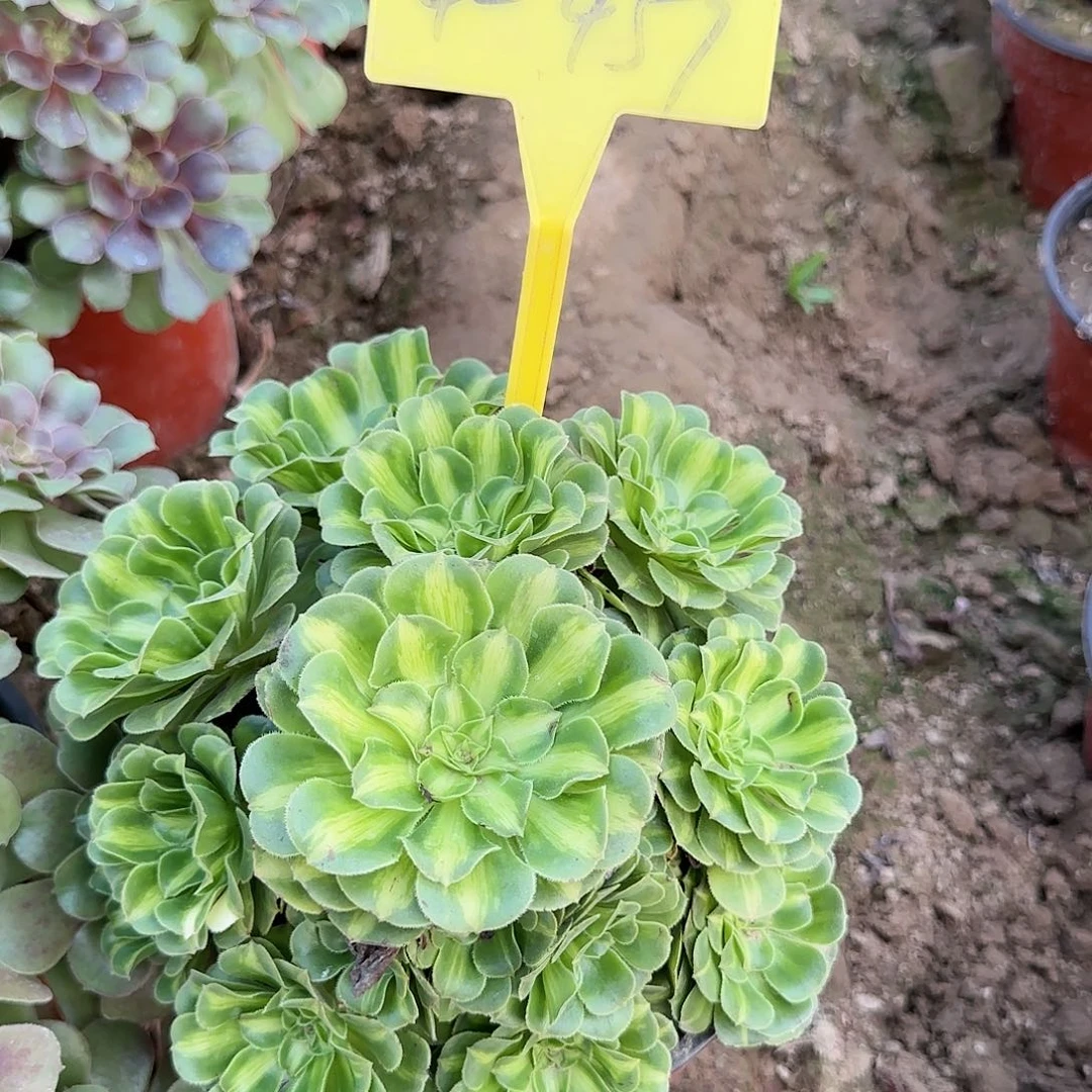 4-459--多头多肉植物