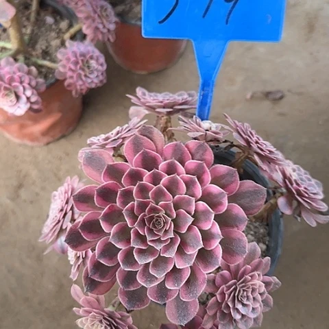 3-19--+多头多肉植物