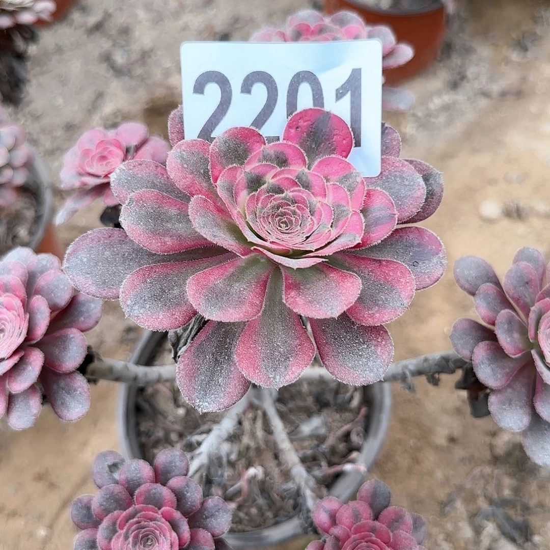 2201--2多头多肉植物