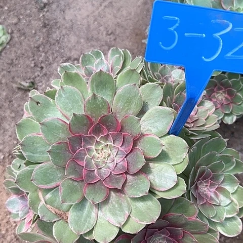 3-32---多头多肉植物