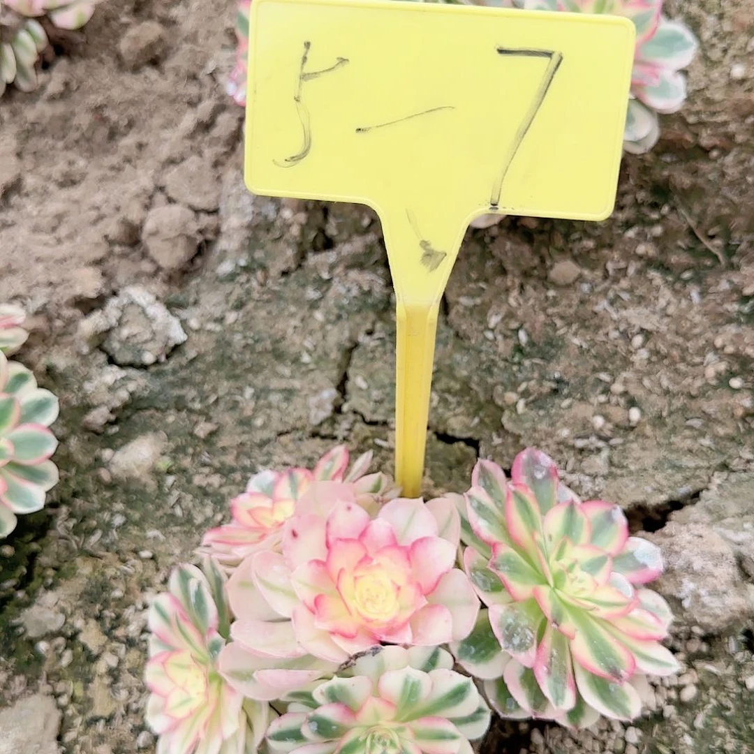 5-7---多头多肉植物倾城