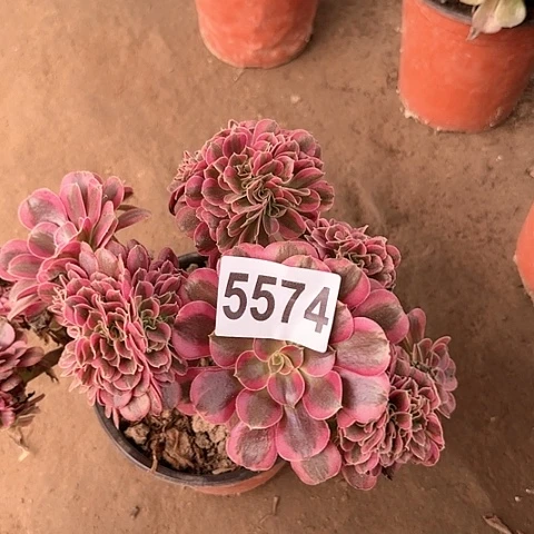 5574---3多头多肉植物