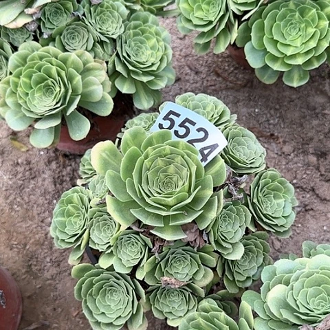 S****?5524---3多头多肉植物