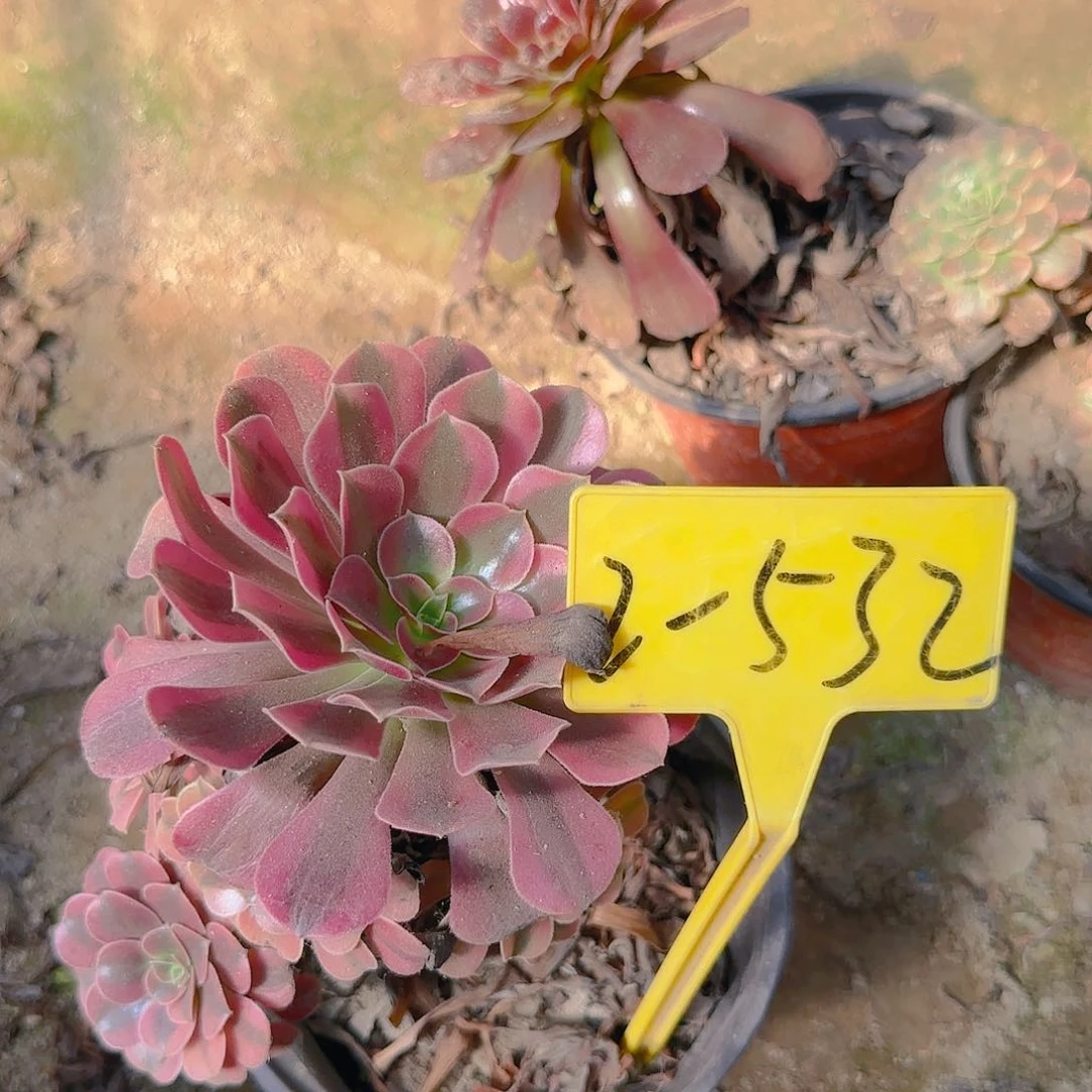 2-532---多头多肉植物