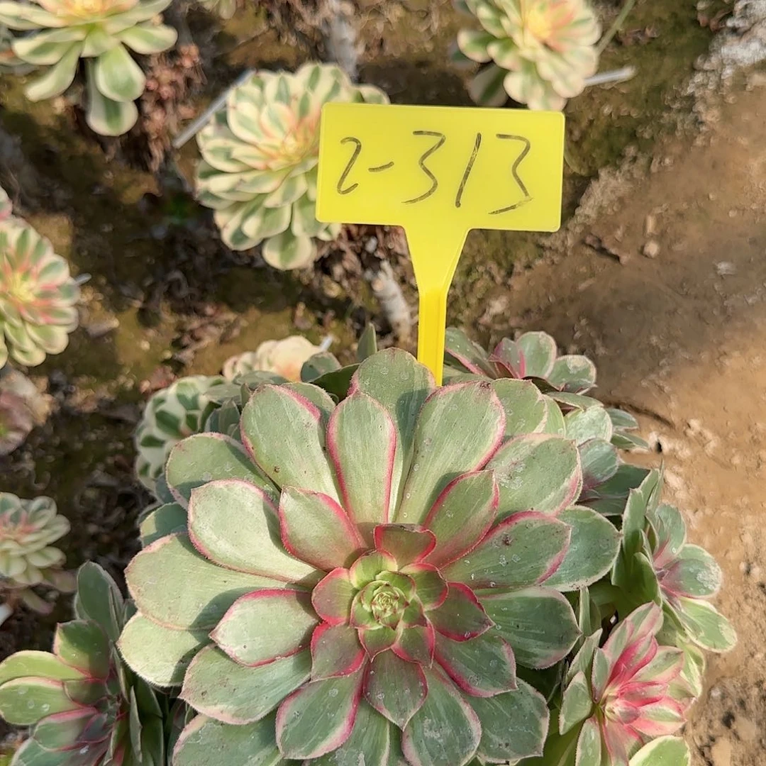 2-313-+多头多肉植物莲花座