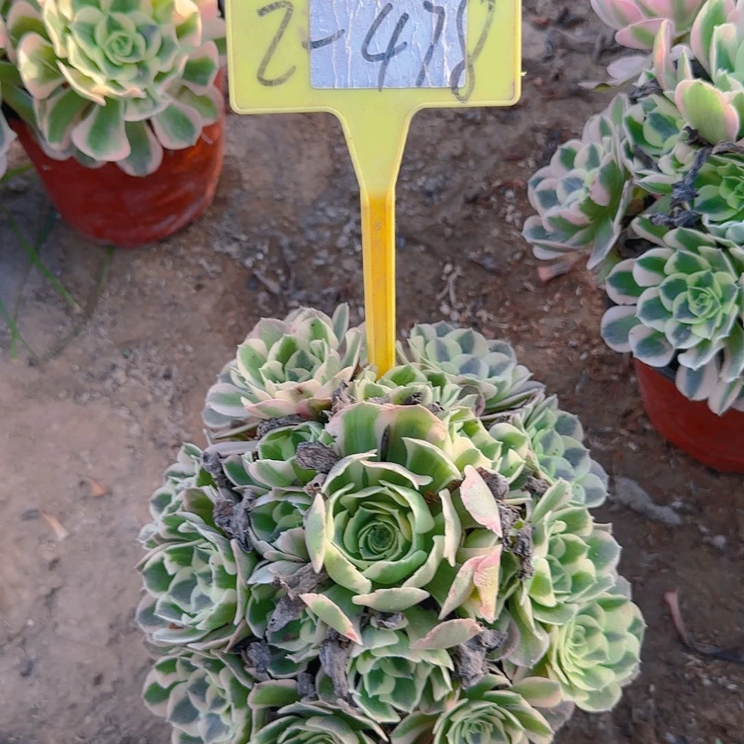 2-478---多头多肉植物女郎多头