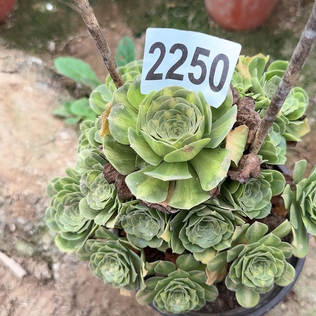 2250---4多头多肉植物