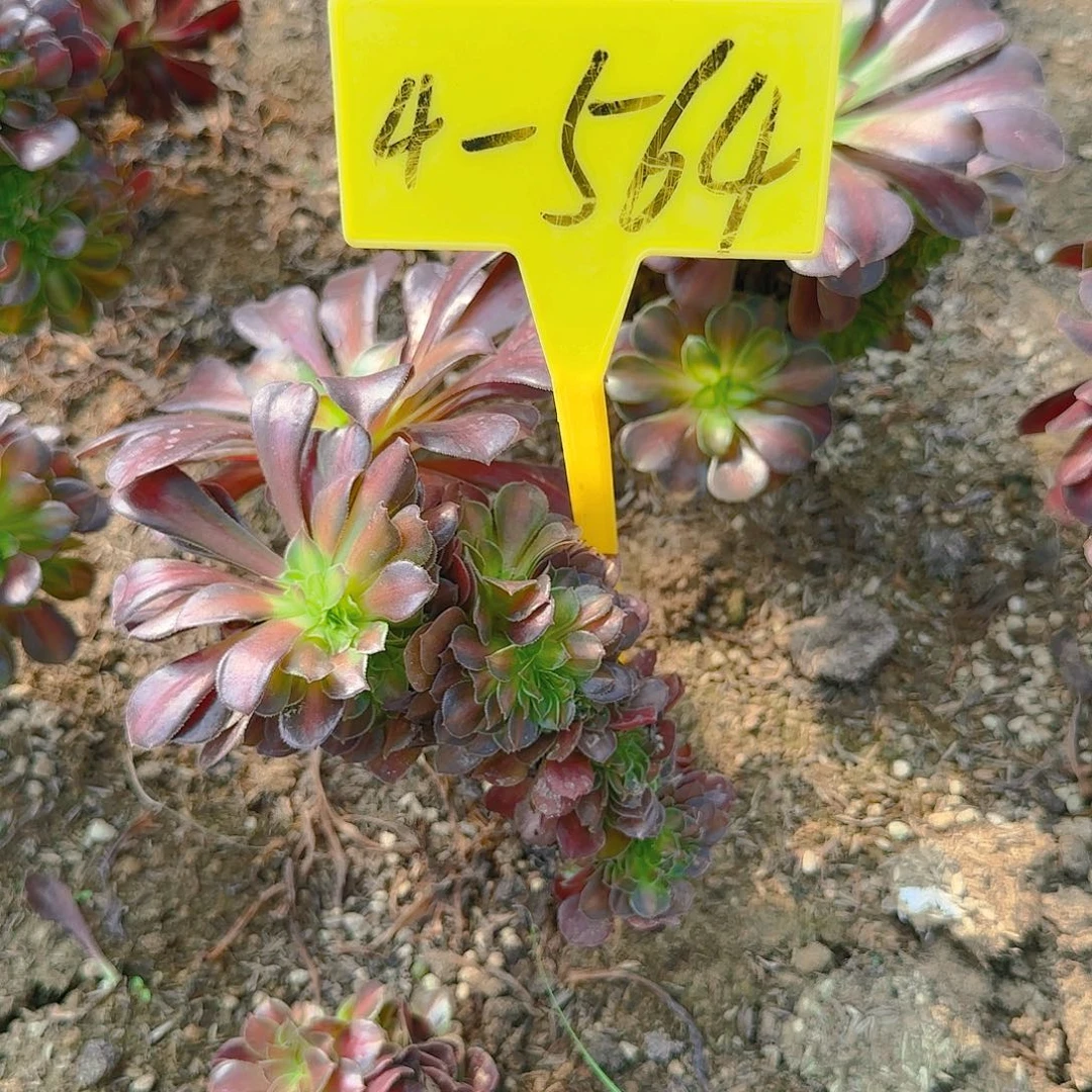 4-564--+多头多肉植物