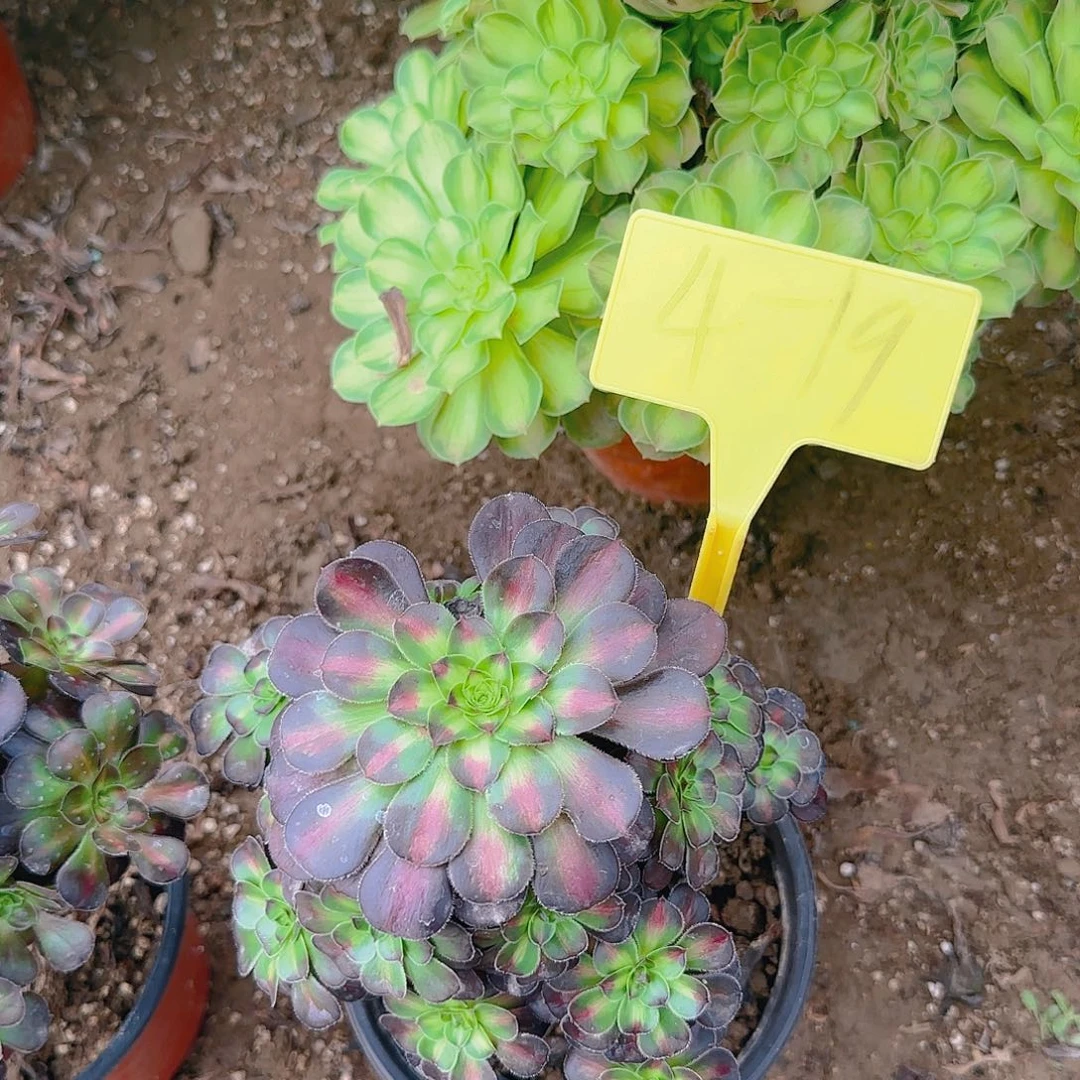 4-19---多头多肉植物