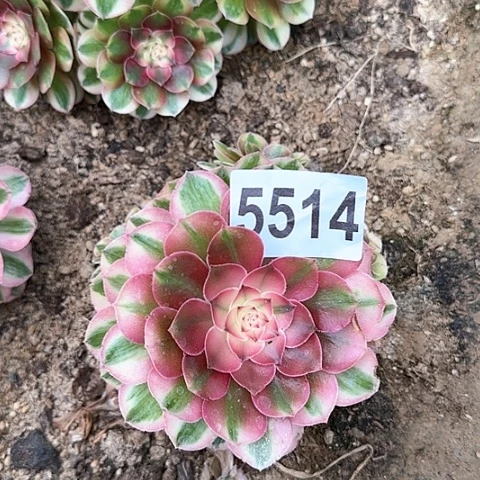 5514---多头多肉植物大战