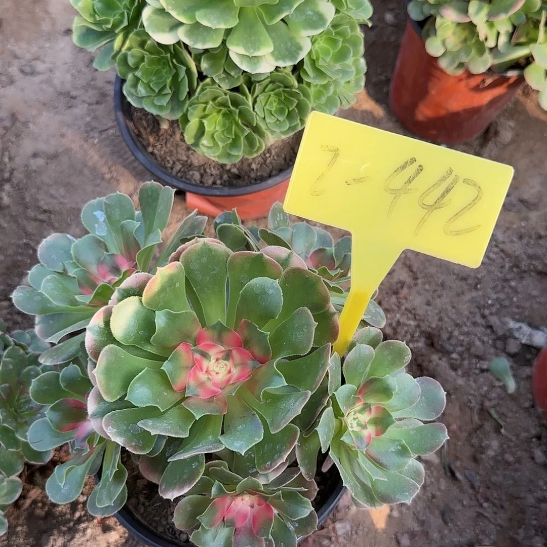 2-442---多头多肉植物