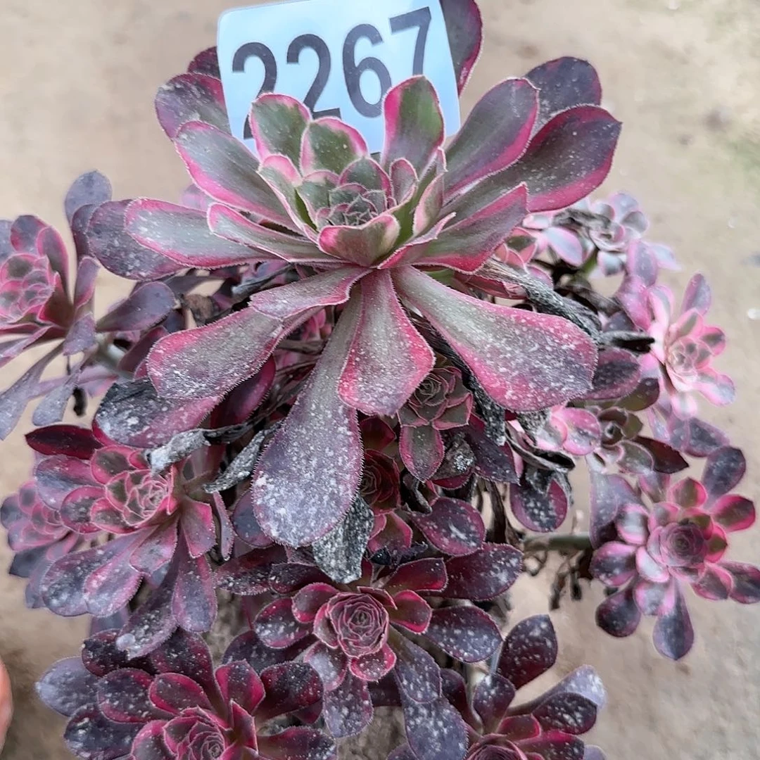 2267---5多头多肉植物