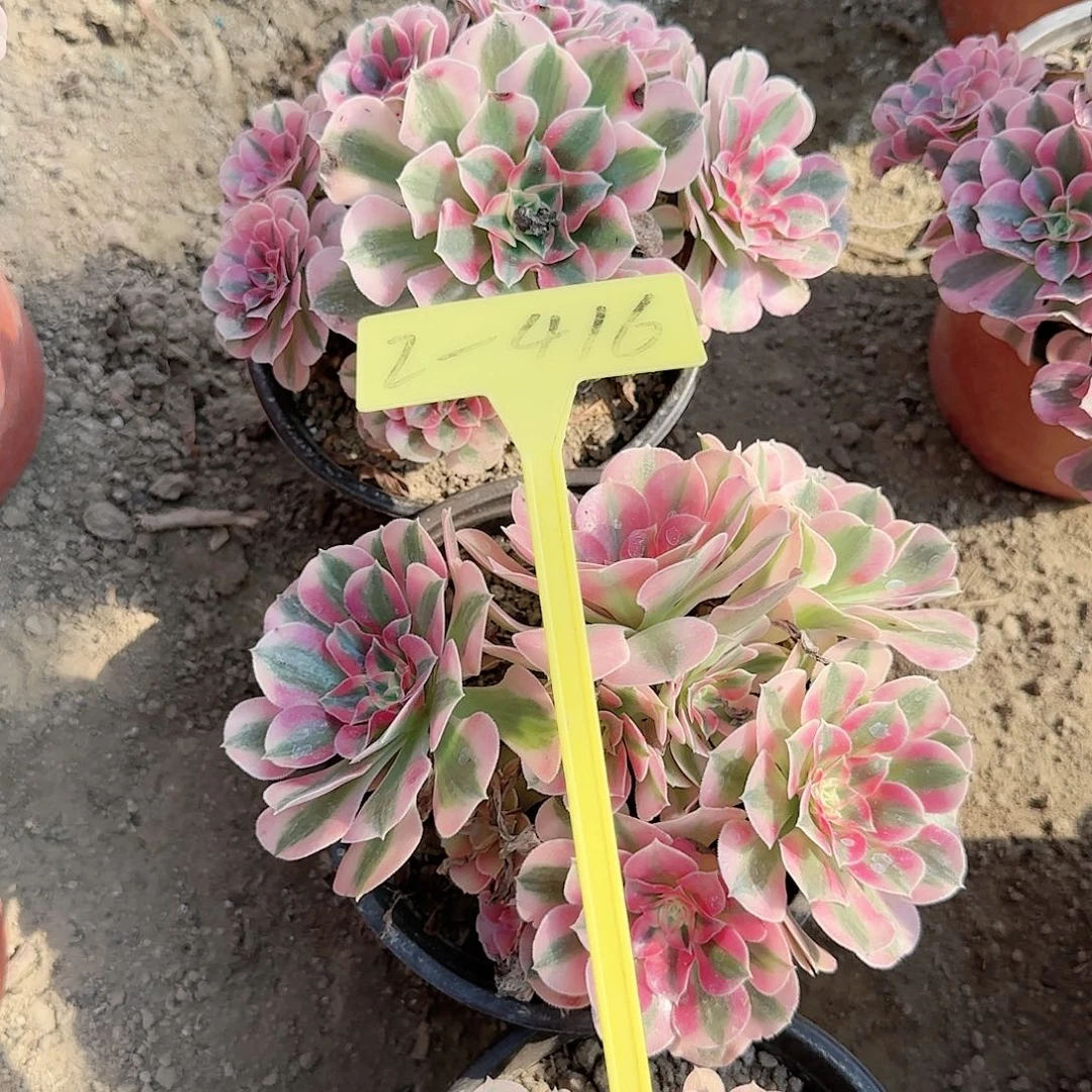 2-416--+多头多肉植物