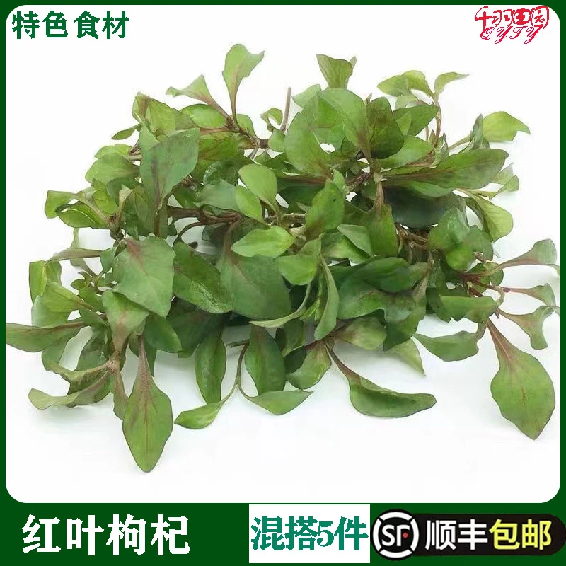 新鲜清香红叶枸杞菜红心甜菜地仙苗天精草农庄上汤健康美味火锅菜