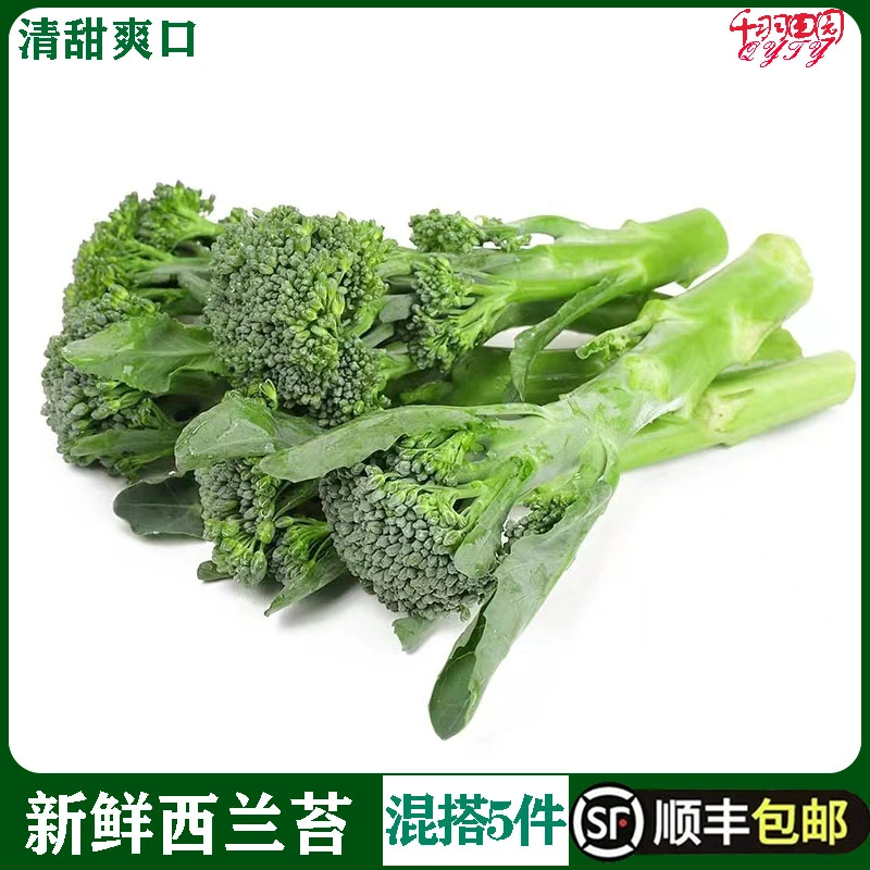 新鲜西兰苔500g 手指西兰花 蔬菜兰花苔青花苔青花菜西餐酒店食材