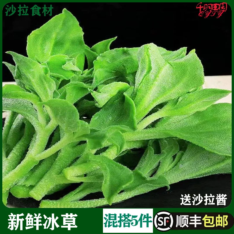 新鲜采摘冰草500g营养西餐凉拌火锅美味生吃沙拉食材生菜食用产品
