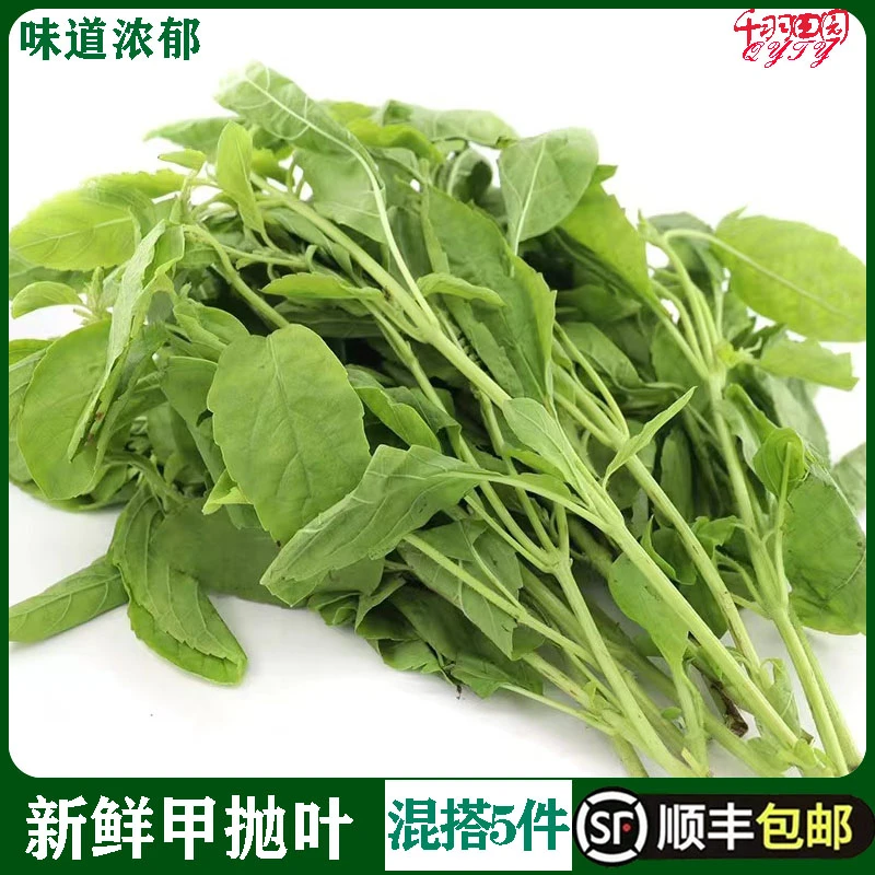 新鲜甲抛叶打抛叶塔抛葉泰式香料菜调味调料食用食材蔬菜嘎抛越菜