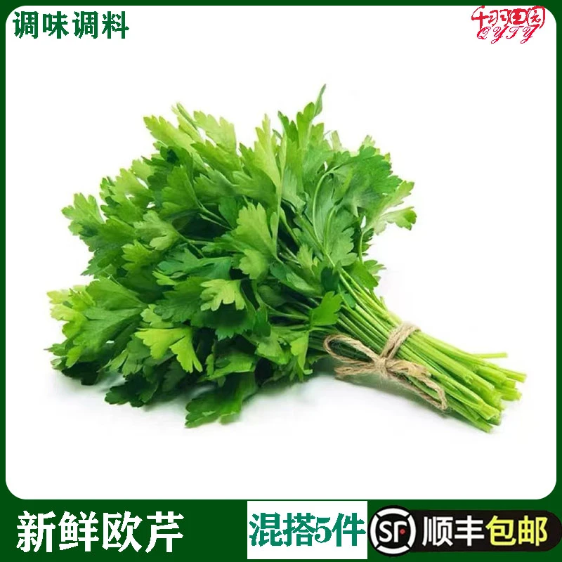 欧芹新鲜意大利番西香料菜新鲜蔬菜调味料西餐厅用品250g法国香菜